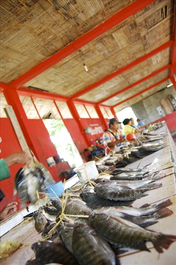 11 am: Fishes from nearby reservoir has been on display for half a day. All the fish in this kiosk was fresh, not using any preservative or even ice, only occasional flushing using water was done.