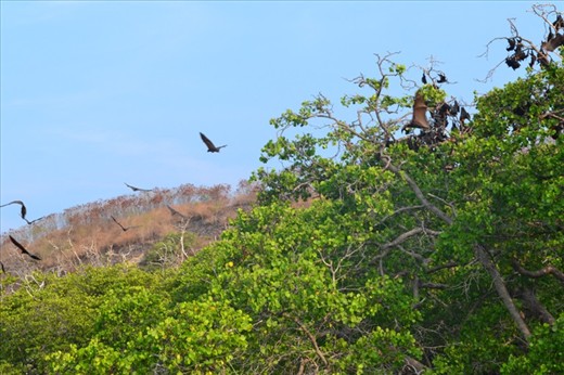The magnetism of Riung island is Kolong island, another island of island Riung.  Surprised beside famous underwater paradise also keep secret with mysterious PulauKolong( Pulau = island, Kolong = bat)
This island is not far from PulauTiga because Riung island consist with 17 different island in same area with small and biggest island. Uniquely, these bats never move to another island, only stay in one island that’s why it called Kolong island
