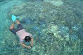 “Where is the Nemo (Clown Fish)? I wanted taking your photo with my under camera said Mr. Yudi.“ 
He was so enjoying see the variety of the coral, one of sightseeing that Riung offer you, there are thousands of different coral and colorful like in SpongeBobSquare Pants movie. Mr. Yudi didn’t realize that I took picture of him, because he was too focusing on his task for finding Nemo around coral.
: by winnymarch, Views[3174]
