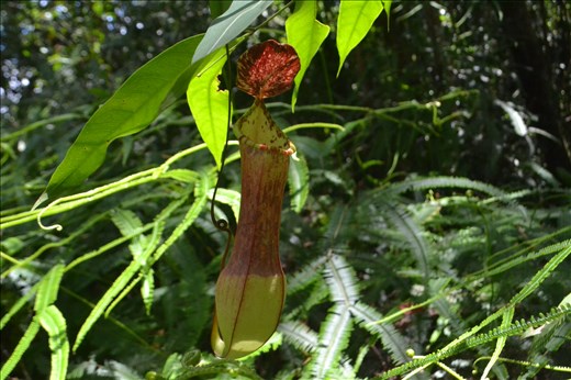 Nepenthes