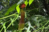 Nepenthes: by winnymarch, Views[327]