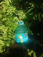 Springing from below, through bamboo I drink pure living water.: by winteroses, Views[279]