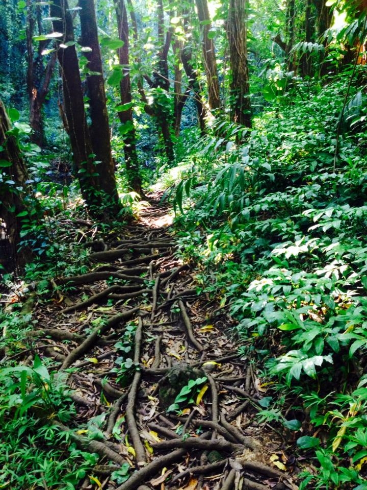 Laced in roots, trail leading home. 