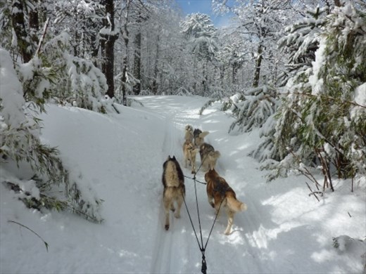 40 cm of fresh snow on the forest of monkey puzzle trees