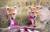 Meal for Twins: by wittduncan, Views[160]