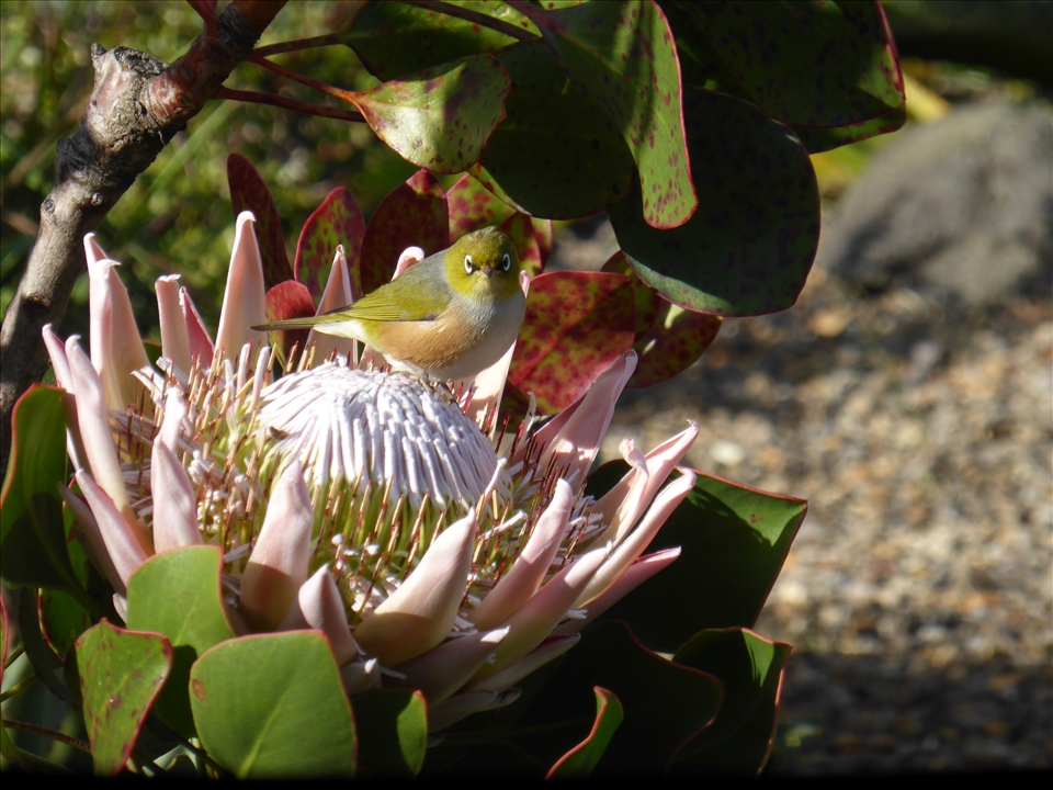 I was mesmerised by this bird at Auckland Botanical Gardens