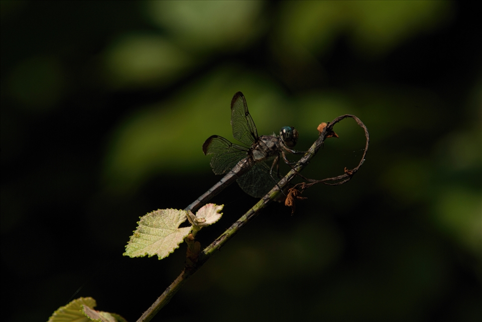 Dragonfly   A dragonfly resting in the Great Dismal Swamp.