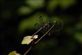 Dragonfly   A dragonfly resting in the Great Dismal Swamp.: by wooley5, Views[320]