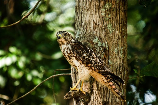 Hawk   There were some song birds around so I took my camera out to get some pictures and this hawk flew in and stayed for 5 to 10 seconds and was gone. It certainly pays to be ready.