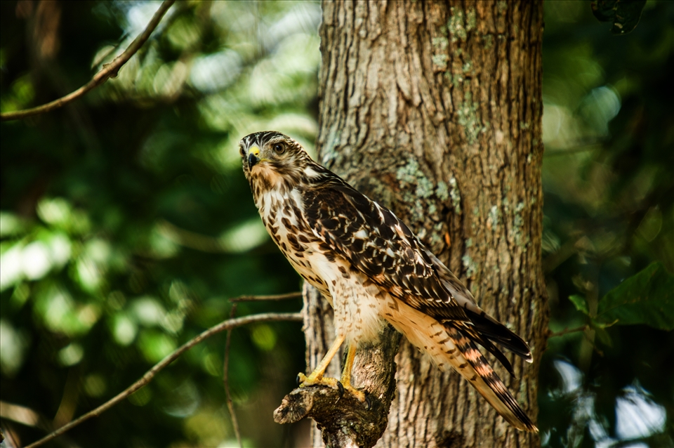 Hawk   There were some song birds around so I took my camera out to get some pictures and this hawk flew in and stayed for 5 to 10 seconds and was gone. It certainly pays to be ready.