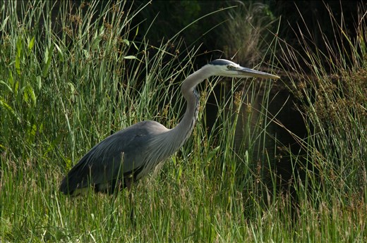 Great Blue Heron Here is one of the largest birds in the area. It's along the eastern seaboard of Virginia and is the eastern flyway for migratory birds, a haven for wetland birds and all kinds of wildlife. I saw otters, racoons, deer and much more. There are areas where wild horses even roam on the beach. All in all a great place to visit.