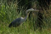 Great Blue Heron Here is one of the largest birds in the area. It's along the eastern seaboard of Virginia and is the eastern flyway for migratory birds, a haven for wetland birds and all kinds of wildlife. I saw otters, racoons, deer and much more. There are areas where wild horses even roam on the beach. All in all a great place to visit.: by wooley5, Views[668]