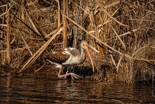 White Ibis   Here is an immature White Ibis. The car was a perfect blind to take this picture and that of the Osprey. That long beak goes into the mud looking for some scrumptious frogs and worms, Mmmmm. 