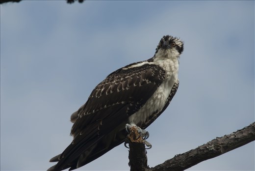 Osprey  I was working in Virginia, USA for a year and had a few nature preserves around  Here is a young Osprey that was out fishing and had just missed a fish, it has a wet head.