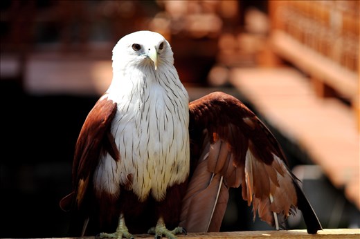Even I have a job.

To continue my inspiration, this perfectly structured eagle showed his skills to gain some Thai Buht for his owner.    