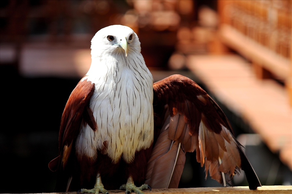 Even I have a job.

To continue my inspiration, this perfectly structured eagle showed his skills to gain some Thai Buht for his owner.    