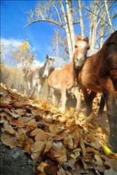 Horses, Himalayan people's best friend: by worldlings, Views[309]