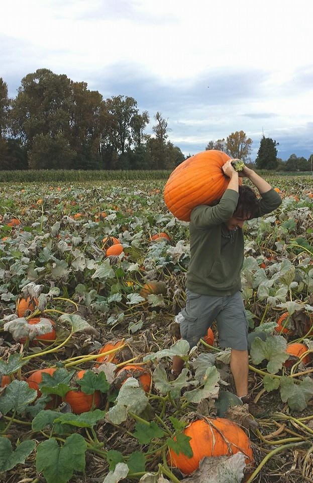 The original pumpkin captured from its natural environment ... the patch. 