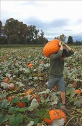 The original pumpkin captured from its natural environment ... the patch. : by worldnomads_scholarship, Views[321]