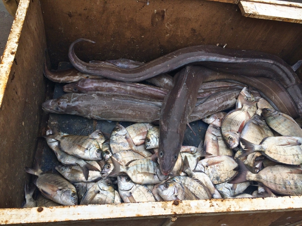Local fish market in Essaouira, Morocco
