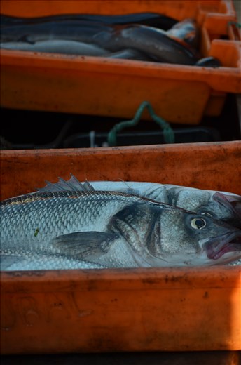 Fish caught in the sea during the night