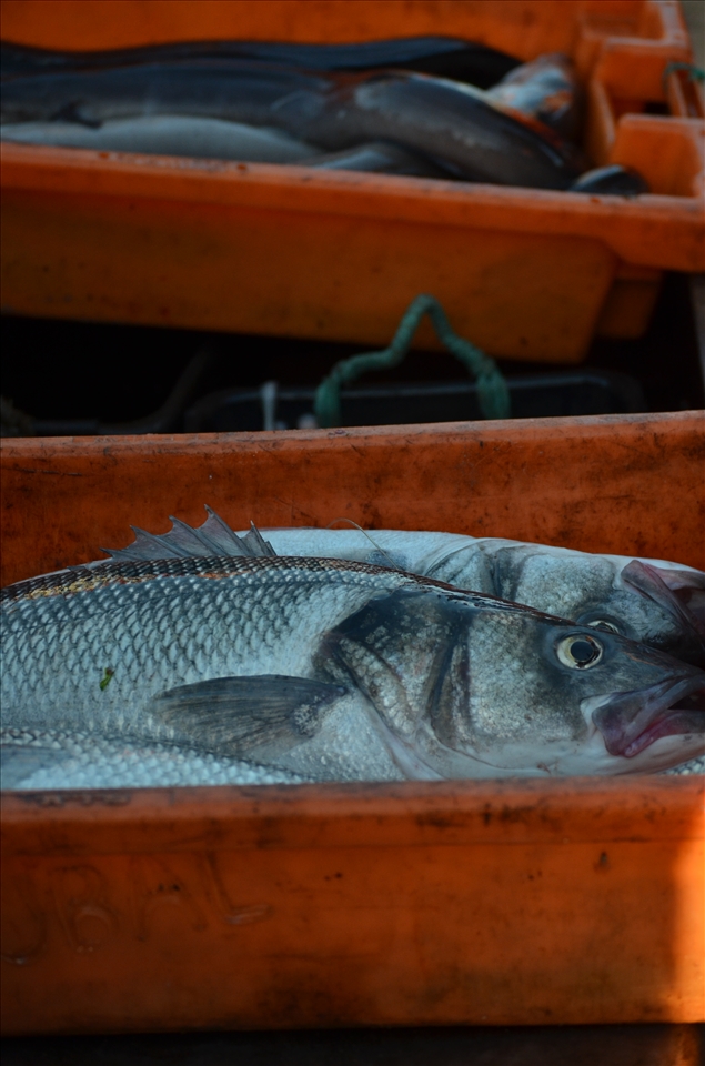 Fish caught in the sea during the night