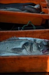 Fish caught in the sea during the night: by worldplaces, Views[321]