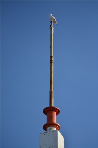 Seagull observing all the movement on the beach hoping to catch a fish