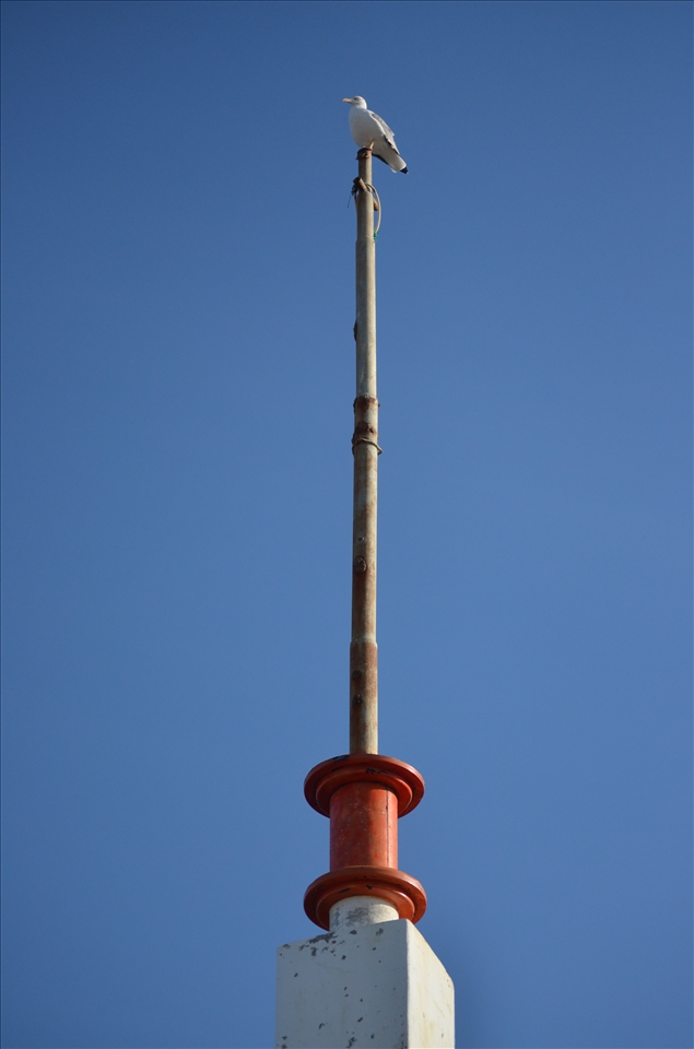 Seagull observing all the movement on the beach hoping to catch a fish