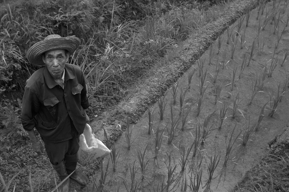 A traditional rice farmer goes about his work.  I met this man and talked with him a short while.  He acknowledges that his work is hard, but he enjoys it just the same.