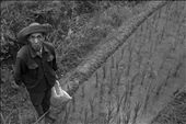 A traditional rice farmer goes about his work.  I met this man and talked with him a short while.  He acknowledges that his work is hard, but he enjoys it just the same.: by worldtravlrs, Views[372]