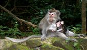 Indonesia, Bali, Ubud. November 2012.
It was amazing to see monkeys interact like humans in the sacred forest of the Monkey Temple.: by worldwidetrip, Views[774]