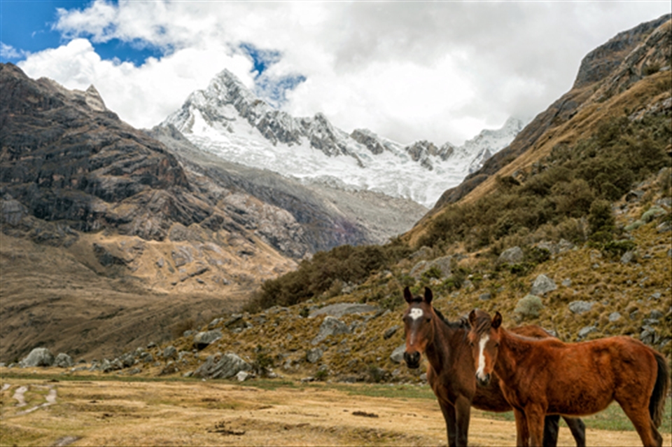Two horses below a glacier in the Santa Cruz Valley, Peru