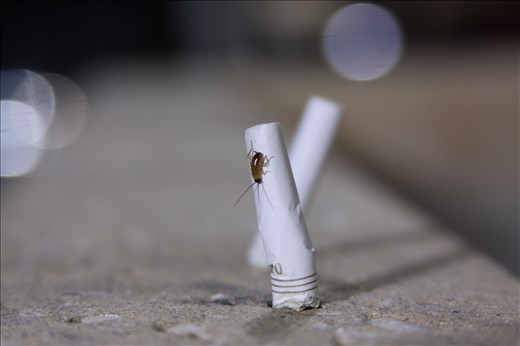baby roach on cigarette butt