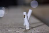 baby roach on cigarette butt: by wyatt_76, Views[341]