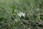 daisy in the valley : by wyatt_76, Views[146]
