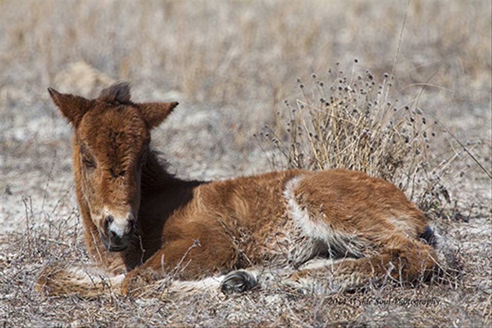 The only foal at the Rachel Carson Reserve