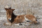 The only foal at the Rachel Carson Reserve: by wyldesoul, Views[275]