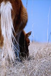 The first horse I saw after arriving at Shackleford Banks: by wyldesoul, Views[109]