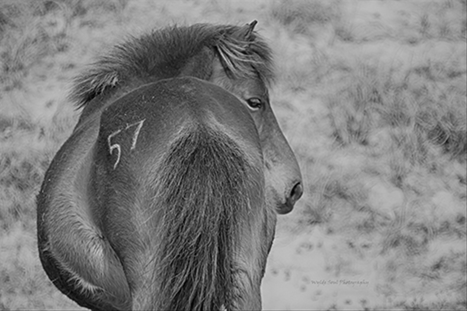 One of the stallions on the island