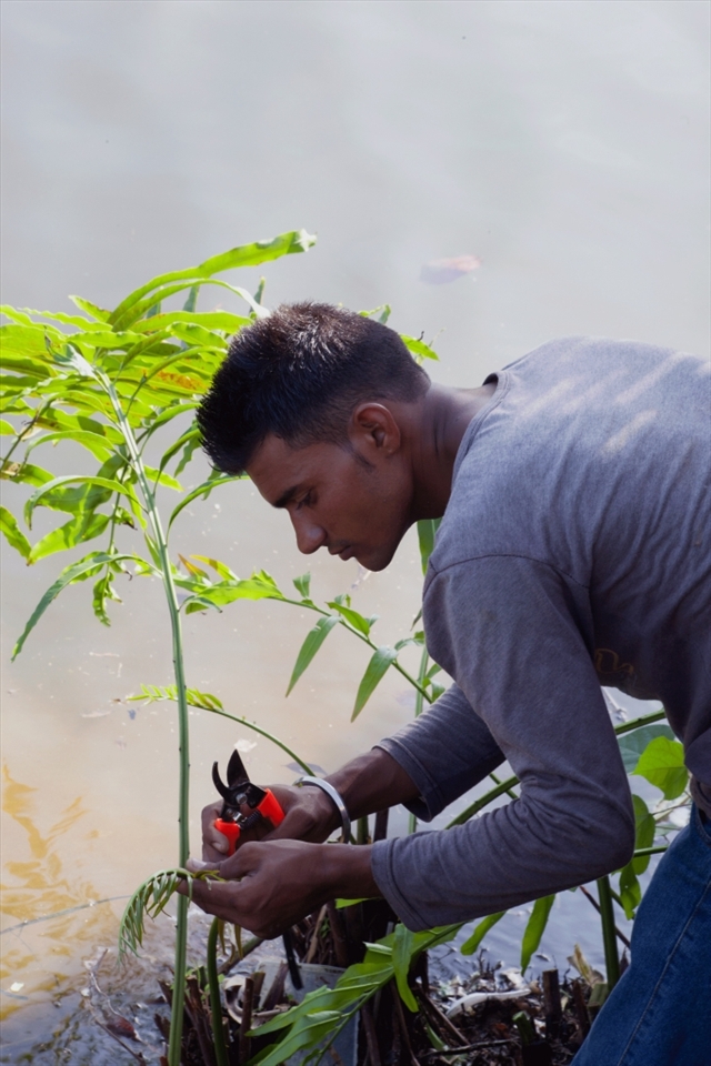 Indian labourer gardener.
In Singapore it is legal to racially discriminate as there are no laws against it. Most of the qualified jobs listed in the island carry the notation 