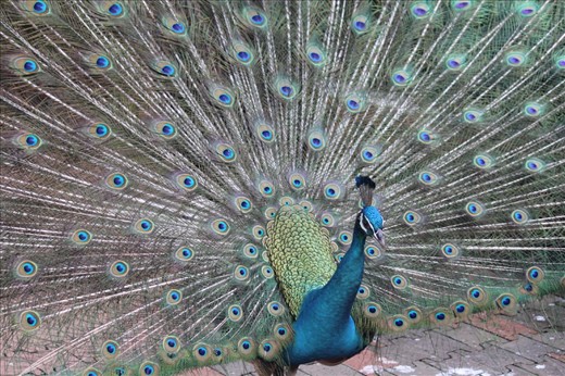 These series of photos were taken at Kuala Lumpur Bird Park. There were peacocks throughout the park and I loved the texture as they spread their tails. 