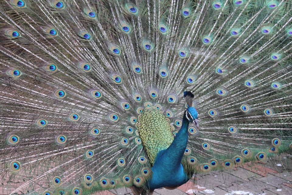 These series of photos were taken at Kuala Lumpur Bird Park. There were peacocks throughout the park and I loved the texture as they spread their tails. 