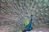 These series of photos were taken at Kuala Lumpur Bird Park. There were peacocks throughout the park and I loved the texture as they spread their tails. : by xiwang, Views[213]