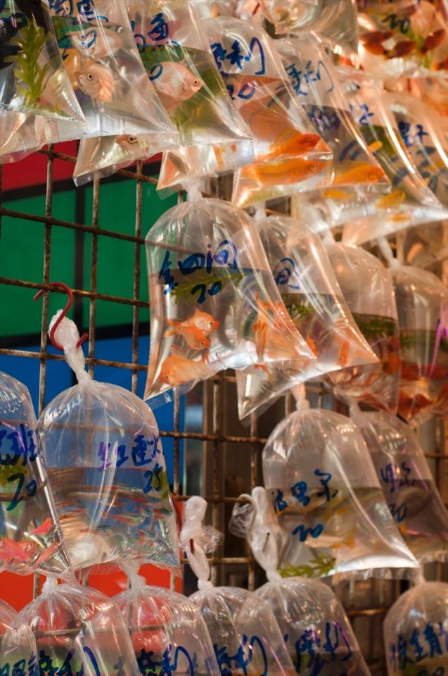 Despite being good luck fishes, they might not be very happy being inside a plastic bag at Hong Kong's Fish Market