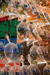 Despite being good luck fishes, they might not be very happy being inside a plastic bag at Hong Kong's Fish Market: by yaquiya, Views[460]