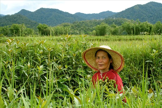 Kelabit Woman