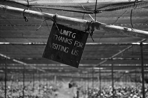 Anthuriums are divided according to their varieties and at the end of each unit, this note is written. 