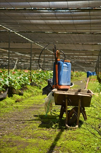 Old methods for taking care of the flowers are still being used here in the greenhouse. There is a lot of manual work. The picture shows some equipments like the pesticide diffuser and the wheelbarrow to carry pesticides or new growing flowers.