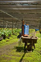 Old methods for taking care of the flowers are still being used here in the greenhouse. There is a lot of manual work. The picture shows some equipments like the pesticide diffuser and the wheelbarrow to carry pesticides or new growing flowers.: by yashna_m, Views[198]